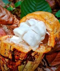 Fermented Cocoa Beans