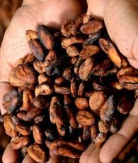 Sun-Dried Cocoa Beans