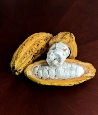 Cocoa Export Packaging