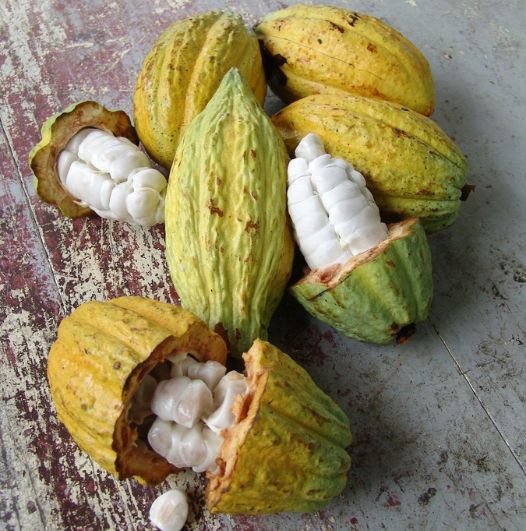 Premium Cocoa Beans