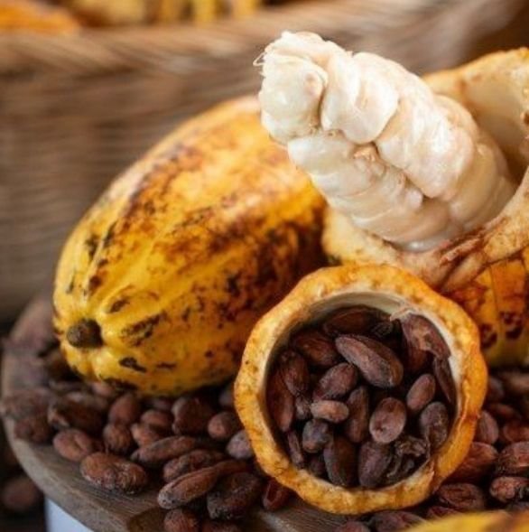 Cocoa Export Ecuador